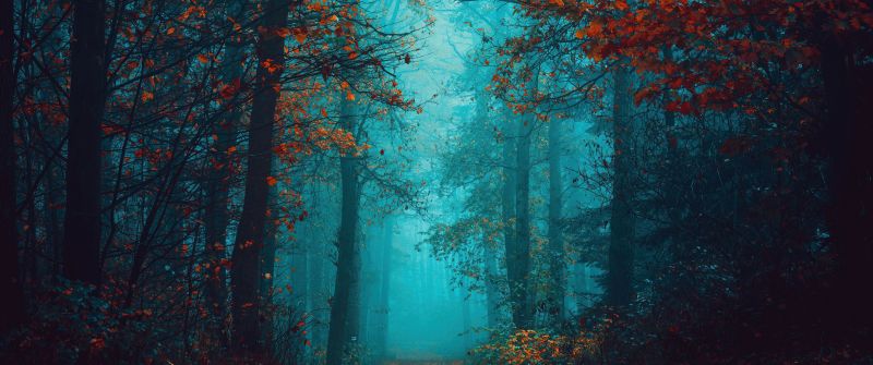 Foggy night, Autumn Forest, Beauty, Mystical, Red leaves, Tranquility, Peace, Serene, Foggy forest, 5K