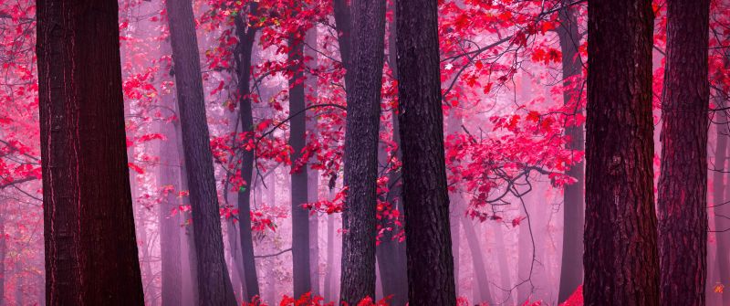 Serene, Autumn Forest, Mystical, Foggy forest, Red leaves, Tranquility, Peace, Beauty, Enchanting, 5K