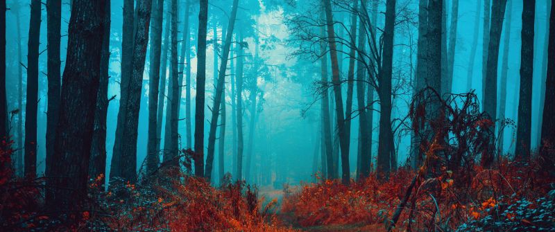 Mystical, Foggy forest, Path, Red leaves, Autumn, Tranquility, Peace, Beauty, Serene, Enchanting, 5K, 8K