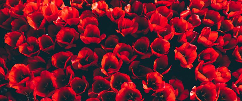 Red Tulips, Flower garden, Red flowers, Red aesthetic