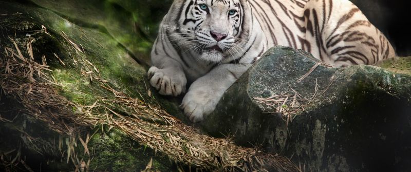 White Bengal Tiger, Zoo, White tiger, Wild