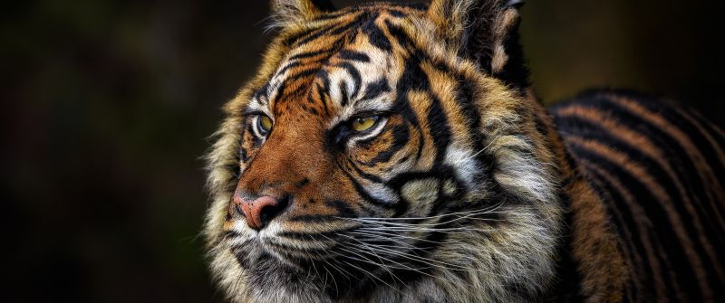 Tiger face, Majestic, Wild animal, Closeup, 5K, 8K