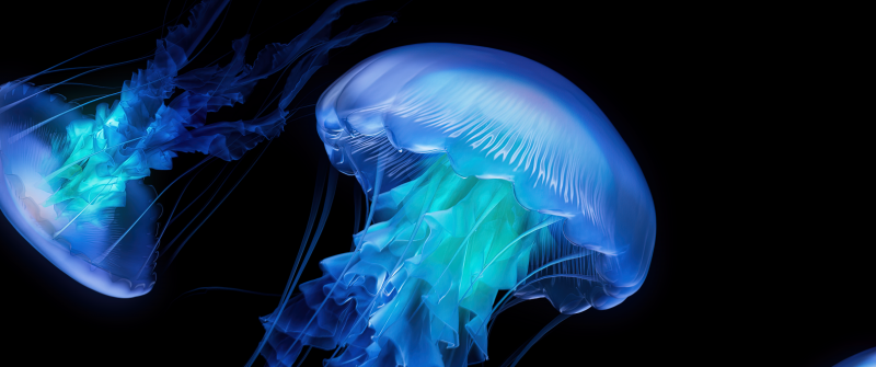 Jellyfish, AMOLED, Dark aesthetic, Ocean, CGI, Black background, Bioluminescence