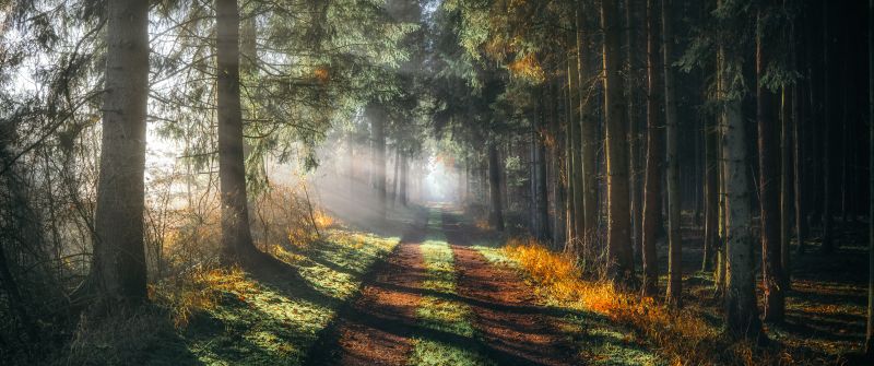 Forest, Walkway, Sunlight, Sunbeam, Morning fog, Sun rays, 5K
