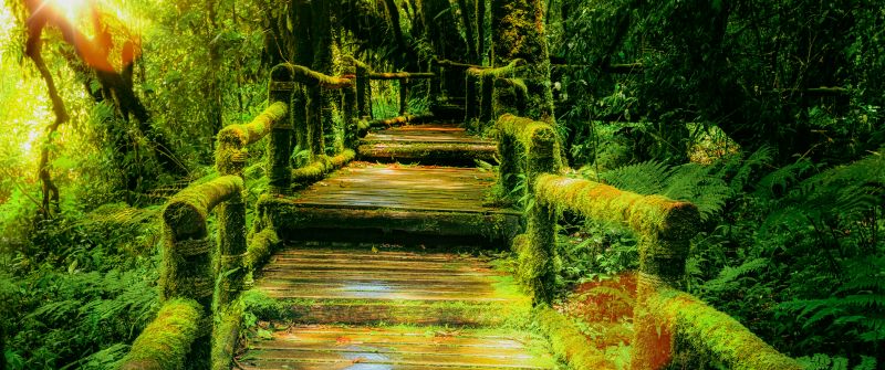 Wooden bridge, Rainforest, Green, Wild, Sunlight, 5K