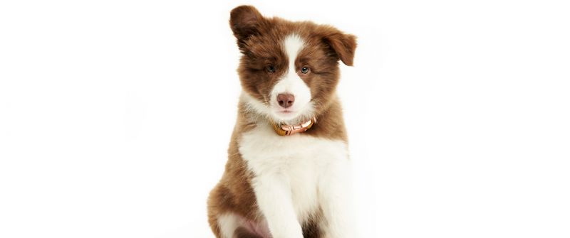 Border Collie, Cute puppy, White