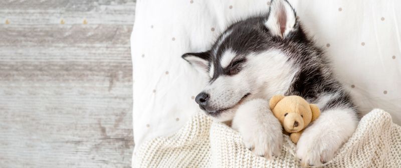 Siberian Husky, Teddy bear, Breed Dog, Adorable, Sleeping, 5K, Blanket, Cozy, Warm, White aesthetic