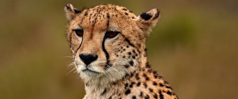 Cheetah, Closeup, Ultrawide, Wild animal