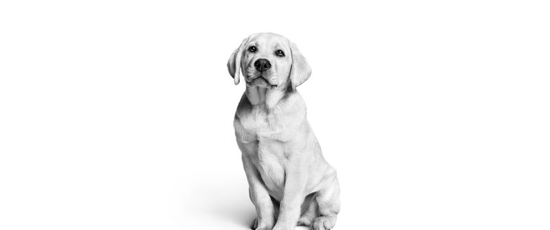 Labrador puppy, Monochrome, White aesthetic, Cute dog, Black and White