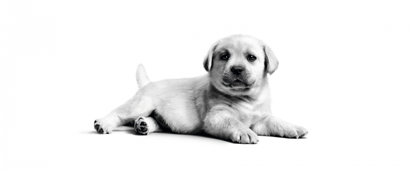 Labrador puppy, Fluffy dog, Adorable, Monochrome, Cute puppy, White background, Black and White