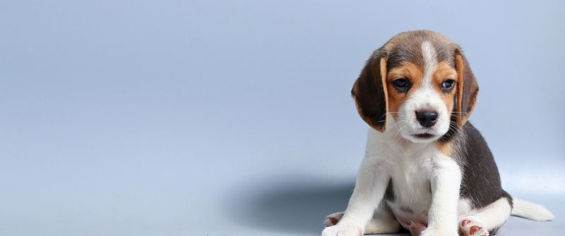 Beagle puppy, Breed Dog, Sad dog, Adorable, Blue background, 5K