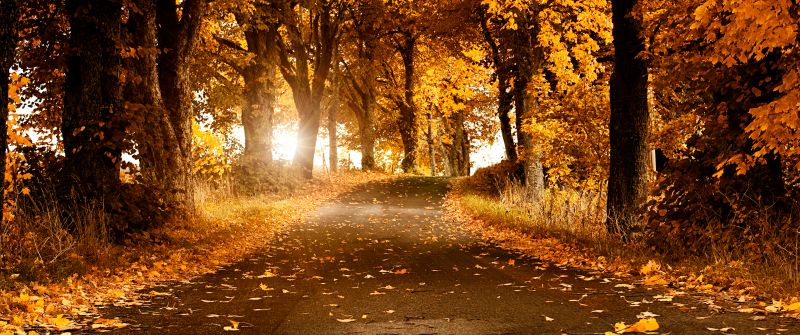 Fall, Scenery, Roadway, Foliage, Sunlight, 5K, Autumn trees, Sweden