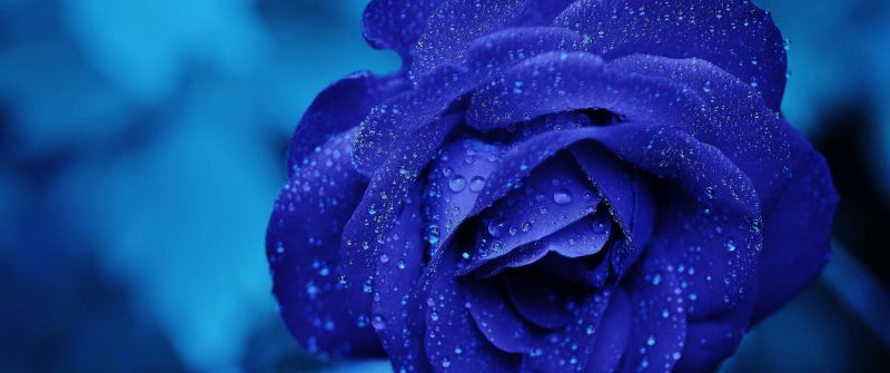 Blue rose, Water drops, Blue aesthetic, Serene, 5K