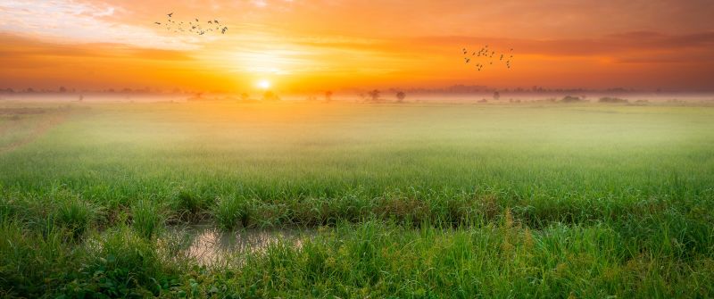 Sunrise, Paddy fields, Landscape, Countryside, Agriculture, Morning, Scenic