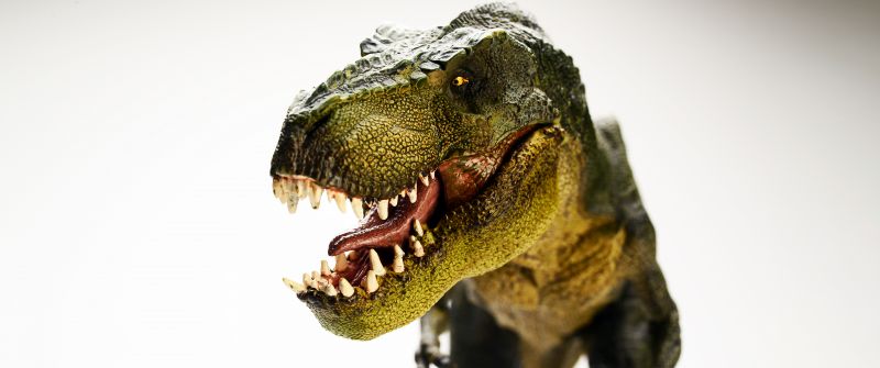 T Rex, Dinosaur, 5K, 8K, Tyrannosaurus