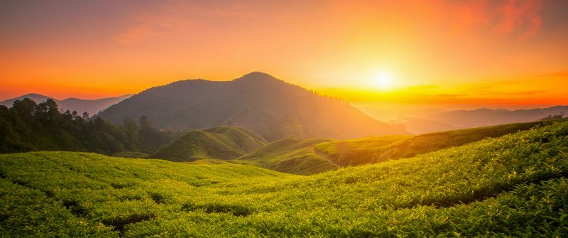 Tea form, Cameron Highlands, Sunrise, Landscape, Hills, Agriculture, Malaysia, Aesthetic, 5K