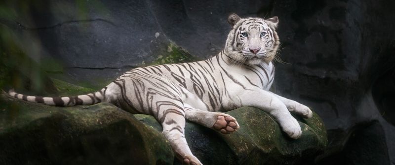 White Bengal Tiger, 5K, Zoo, Cave, White tiger, Wild