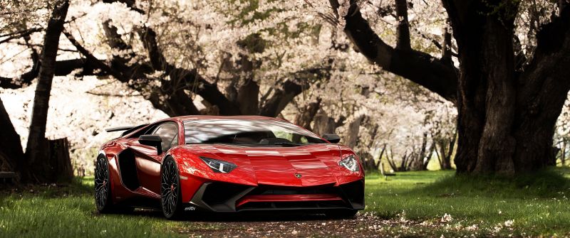 Lamborghini Aventador SV, Cherry trees, Cherry blossom, Spring