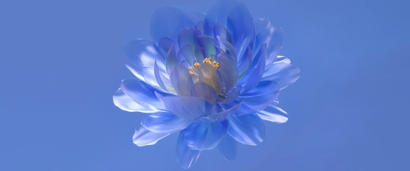Abstract flower, Blue aesthetic, Blue background, 5K