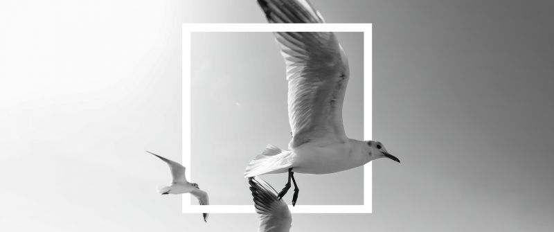 Flying birds, Frame, Seagulls, Bingkai, Black and White, Monochrome, 5K