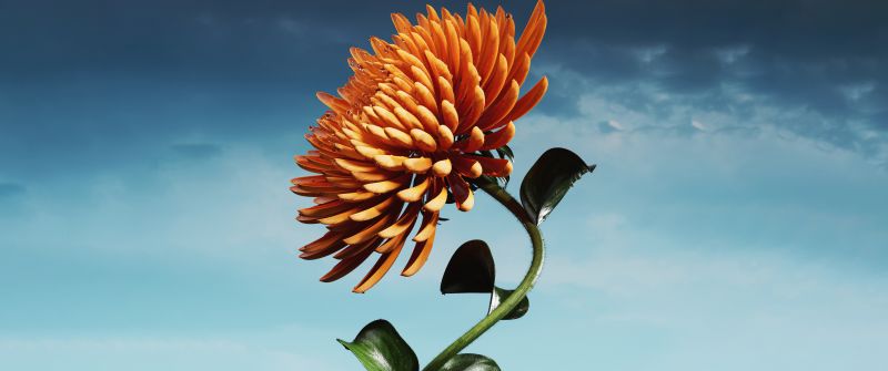 Orange flower, Bloom, Digital flower, 5k, Blue Sky