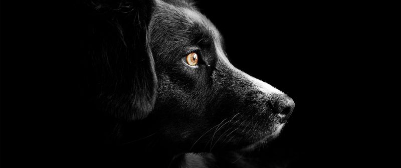 Black dog, Cute puppies, Black background, Dark, AMOLED, 5K