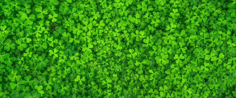 St. Patrick's Day, Shamrock, Clover, Green leaves, Ultrawide