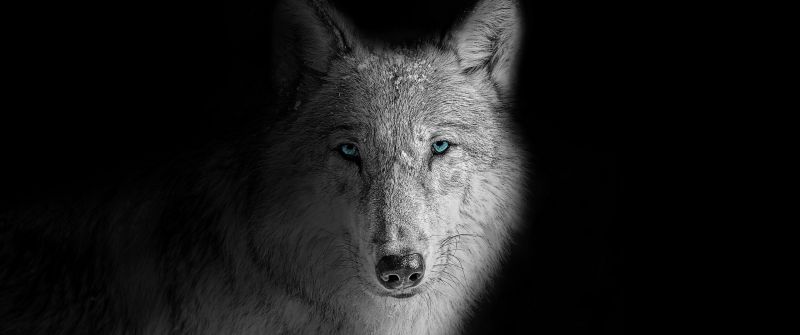 Wolf, Beast, Wild, White wolf, Black background