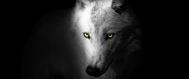Wolf, Black background, Wild, 5K