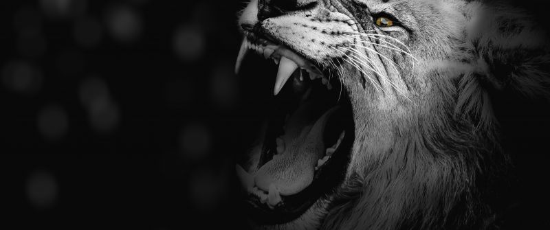 Lion, Monochrome, Roaring, African, Predator, 5K, Black and White