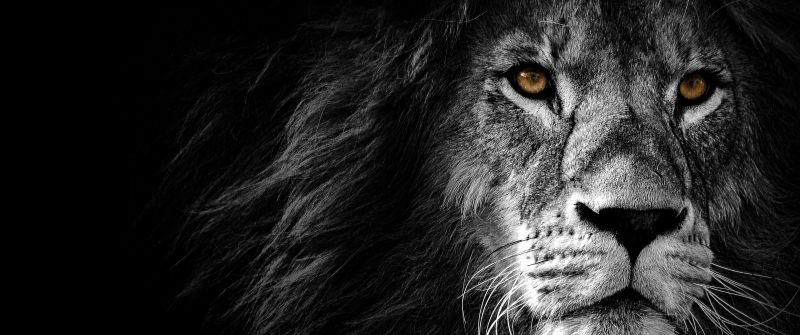 Lion, AMOLED, Wild, African, Predator, Black background