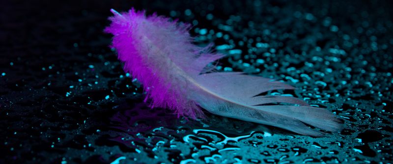Neon light, Feather, Wet, Droplets, 5K