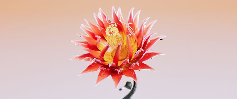 Red flower, Digital illustration, Digital flower, Red aesthetic
