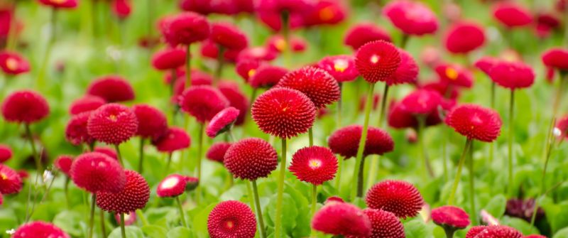 Red flowers, Blossom, Spring, Bloom, Flower garden, Flora, 5K