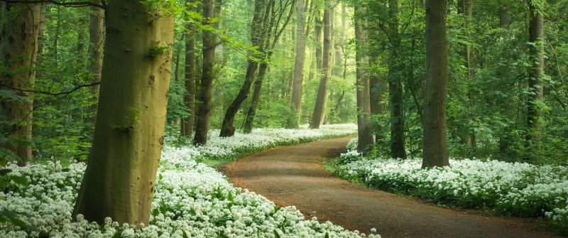 Forest path, White flowers, Spring, Ramsons flowers, Wild garlic, Green Trees