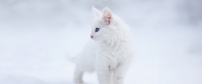 Kitten, White aesthetic, Blue eyes, Snow, 5K