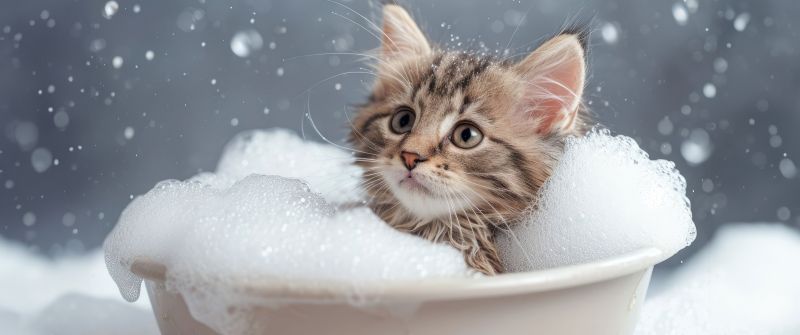 Kitten, Bath time, Soap Bubble, Closeup Photography, AI art, Bokeh Background, 5K