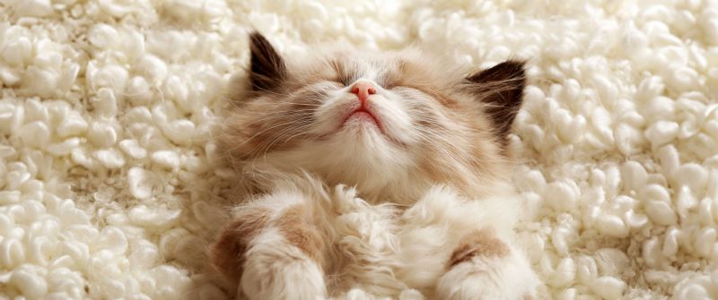 Fluffy, Cute Kitten, Furry, Cozy, Adorable, Sleeping, 5K