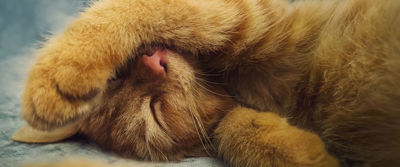 Ginger cat, Cute Kitten, Sleeping, Adorable