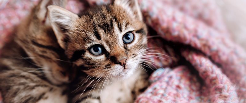 Cute Kitten, Aesthetic, Cozy, 5K