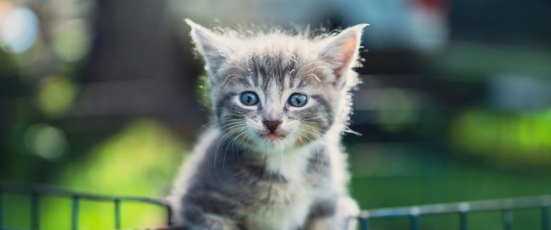 Kitten, Closeup, 5K, Bokeh Background