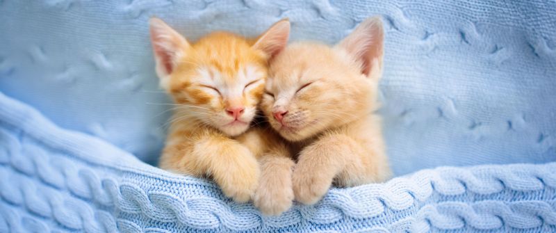 Cute Kittens, Sleeping, Together, 5K, Adorable