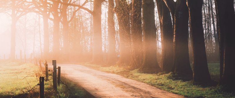 Autumn, Dirt road, Sunlight, Morning, Foggy, Forest, Path