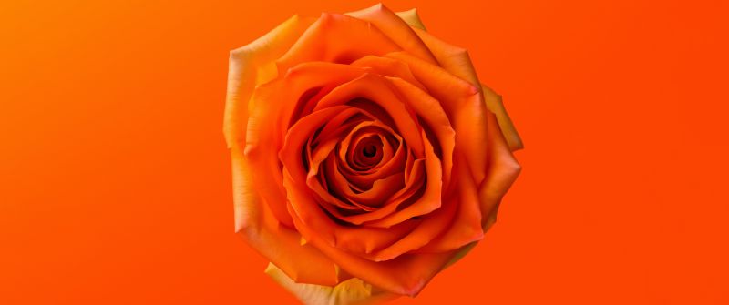 Orange Rose, 8K, Orange aesthetic, 5K, Orange flower, Orange background