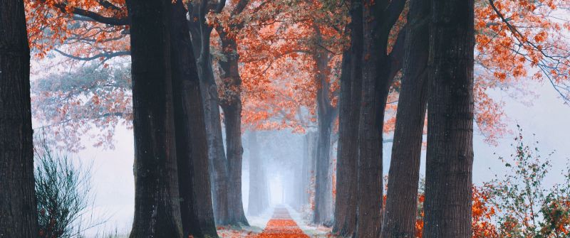 Autumn, Foliage, Trees, Path, Foggy, Morning, Fallen Leaves, 5K