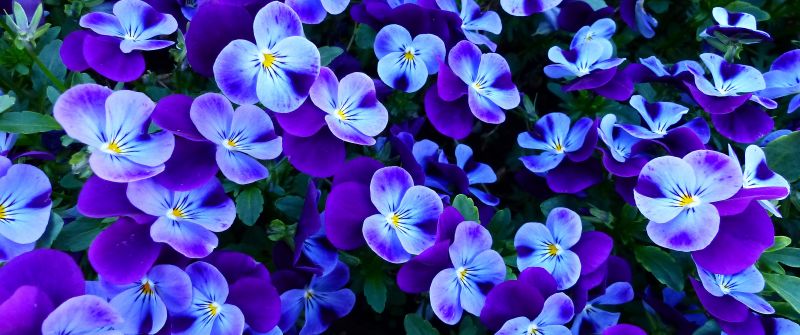 Pansy flowers, Pansies, Violet flowers, Garden, Spring