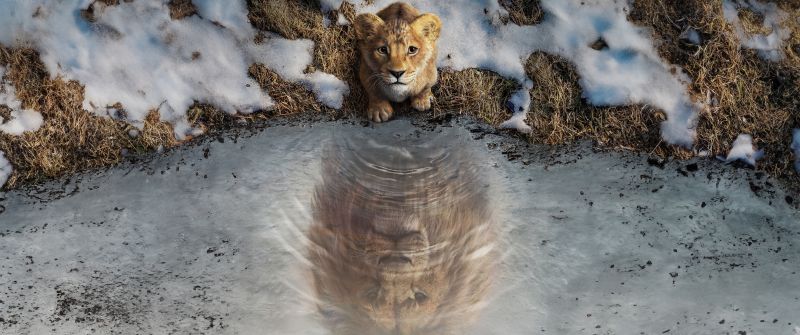 Mufasa: The Lion King, 8K, 2024 Movies, 5K