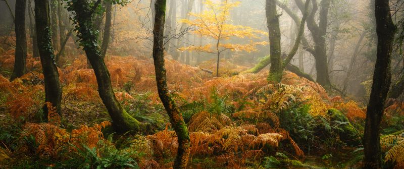 Foggy, Autumn Forest, Thick forest, Fall, 5K, Aesthetic