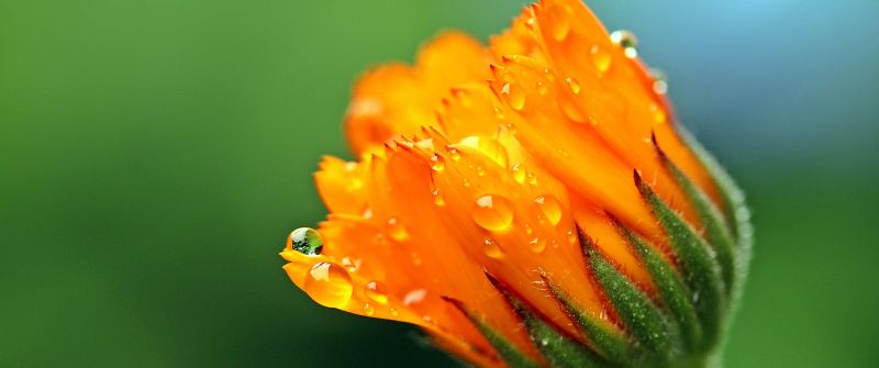 Marigold flower, Calendula, Blossom, Bokeh, Yellow flower, Dew Drops, Bloom, 5K