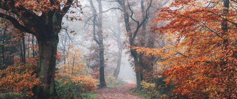 Autumn, Forest, Fall Foliage, Trees, Foggy, Morning, 5K, 8K